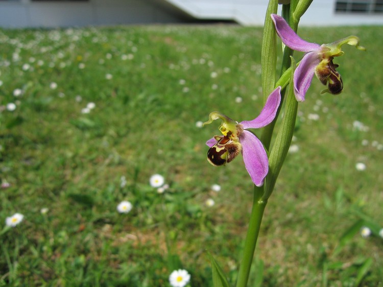Ophrys apifera